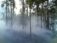 fog